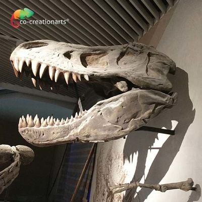 Αγορά Επικεφαλής υψηλή προσομοίωση σκελετών αντιγράφου Τ Rex σκελετών δεινοσαύρων CE ρεαλιστική καλλιτεχνική online manufacture