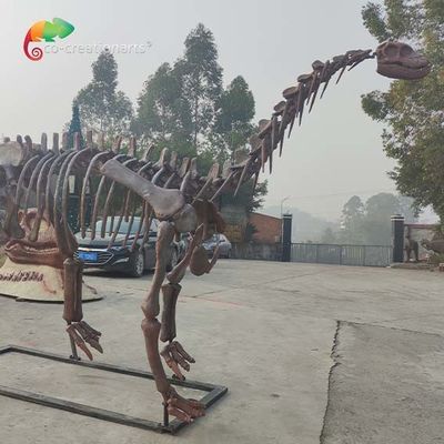 Αντίγραφο CE Dinosaur Skeleton Shunosaurus Skeleton Αντοχή στις καιρικές συνθήκες