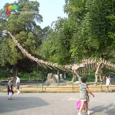 Αγορά Ζωή Sunproof - πρότυπος σκελετός 15m Mamenchisaurus σκελετών δεινοσαύρων μεγέθους online manufacture